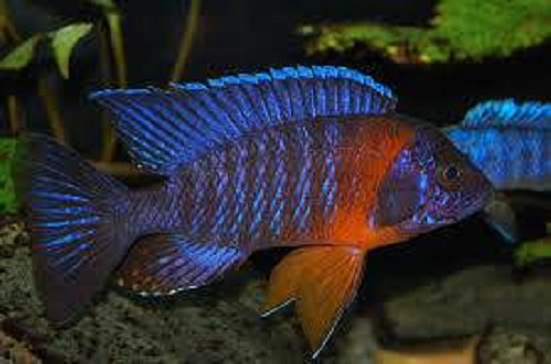 Aulonocara hansbaenschi red flash 5-6 cm